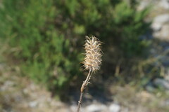 Trifolium angustifolium