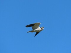 Elanus caeruleus caeruleus