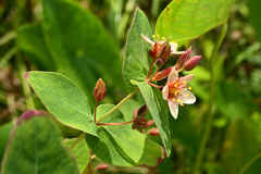 Hypericum virginicum