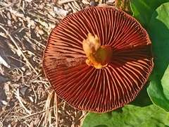 Cortinarius semisanguineus