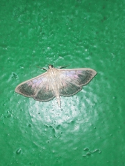 Patania ruralis