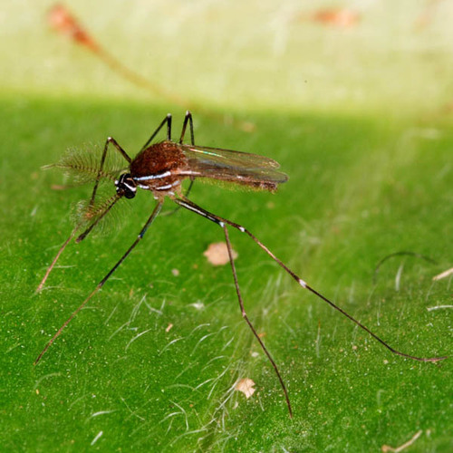 Uranotaenia unguiculata