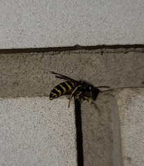 Vespinae