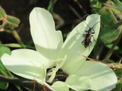 Neoeutrapela