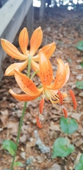 Lilium distichum
