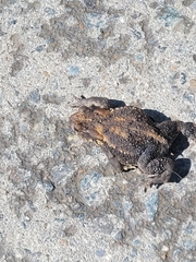 Bufo sachalinensis