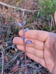 Thelymitra ixioides