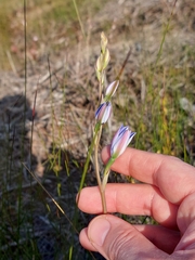 Thelymitra ixioides