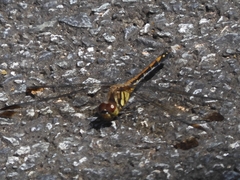 Sympetrum infuscatum
