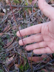 Thelymitra ixioides