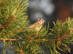 Lophophanes cristatus