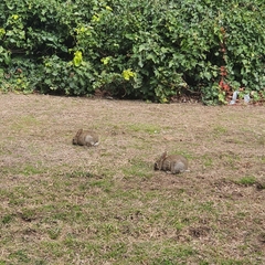 Oryctolagus cuniculus