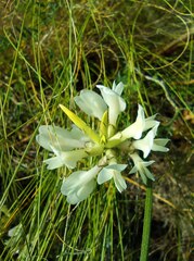 Astragalus zingeri