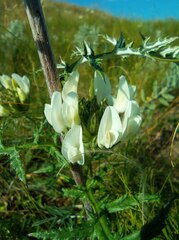 Astragalus zingeri