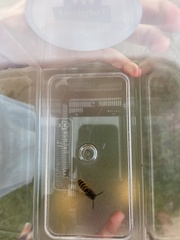 Vespula vulgaris