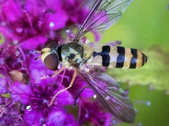 Meliscaeva cinctella