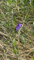 Vicia villosa