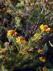 Pultenaea stipularis