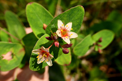 Hypericum virginicum
