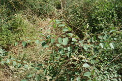 Paliurus spina-christi