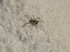 Pardosa crassipalpis