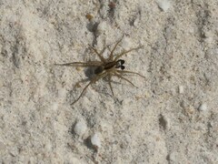 Pardosa crassipalpis