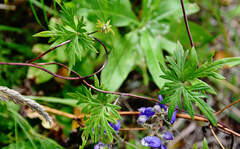 Aconitum volubile