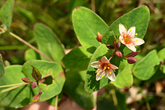 Hypericum virginicum