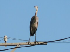 Ardea melanocephala