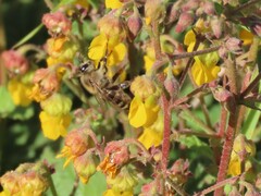 Apis mellifera capensis