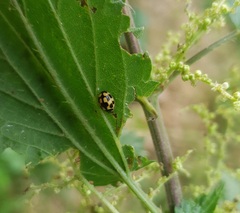 Propylea quatuordecimpunctata