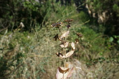 Bupleurum rotundifolium