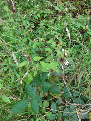 Galeopsis