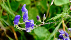 Aconitum volubile