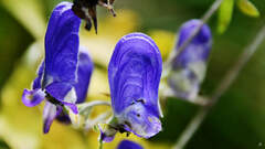 Aconitum volubile