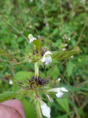 Galeopsis