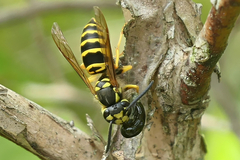 Vespula maculifrons