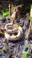 Deinagkistrodon acutus