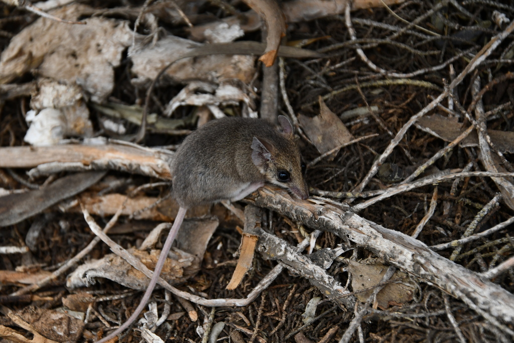 Little Long-tailed Dunnart
