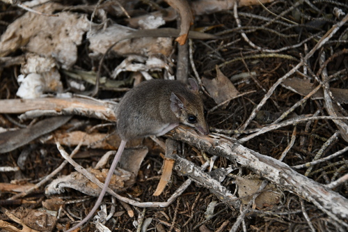 Little Long-tailed Dunnart