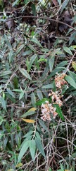 Buddleja auriculata