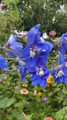 Delphinium ajacis