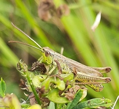 Pseudochorthippus parallelus