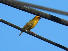 Ploceus capensis