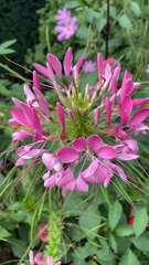 Cleome houtteana