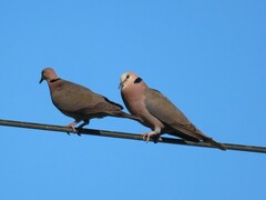 Streptopelia semitorquata