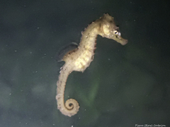 Hippocampus hippocampus