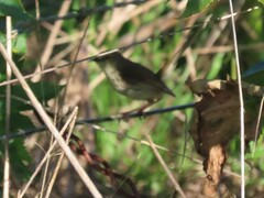 Prinia maculosa maculosa