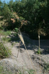 Hordeum bulbosum