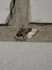 Euphyia intermediata